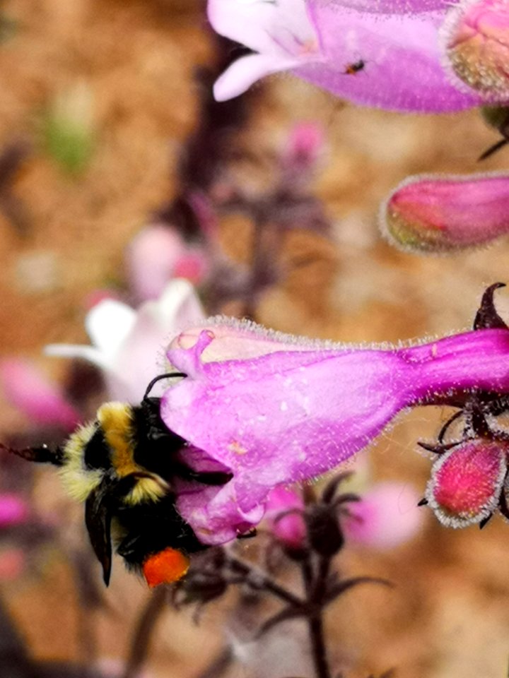 Bee visiting beardtongue (Penstemon x Dark Towers) photo