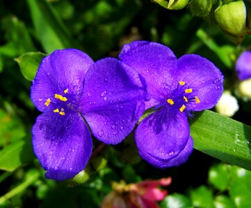 Blue garden flowers summer flower blue flower