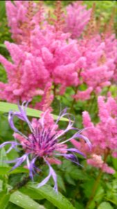 Centaurea montana and Astilbe Rheinland