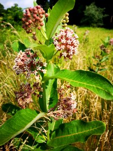 Milkweed