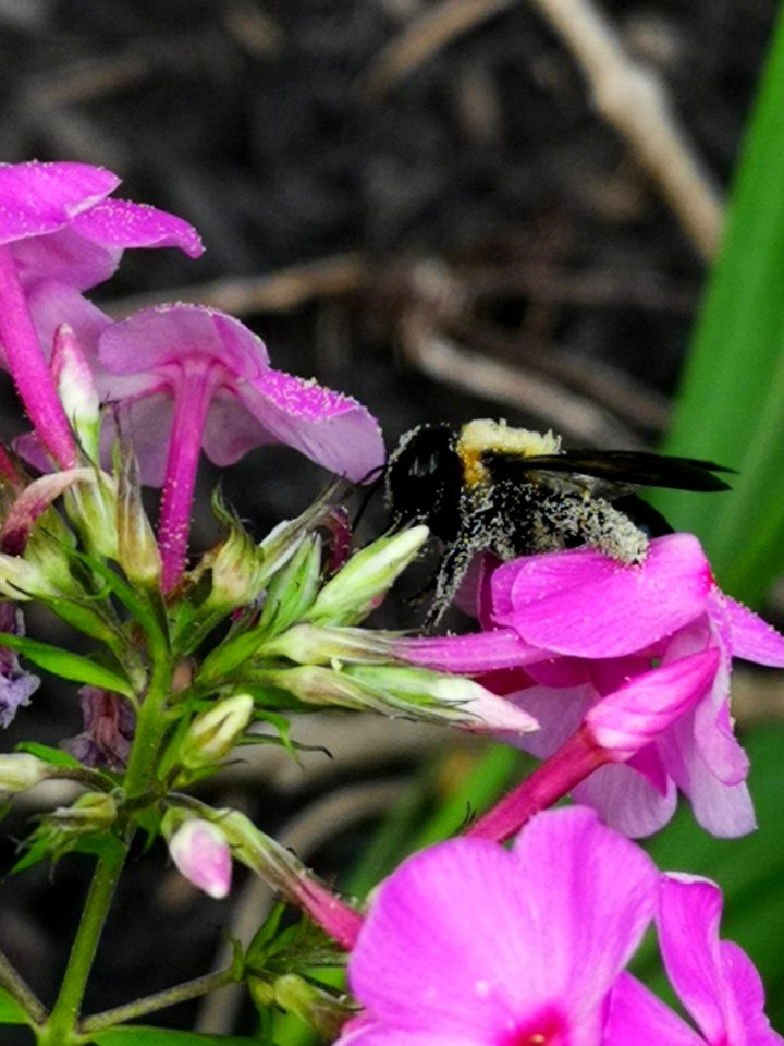 Carpenter bee nectar robbing Phlox paniculata