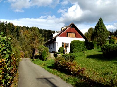 Spring beauty the green trees