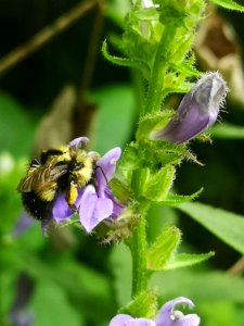 Bumblebee visiting blue cardinal flower Lobelia siphilitica