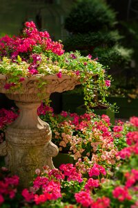 Plant blossom bloom