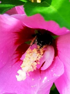 Black bee in rose of Sharon Hibiscus syriacus