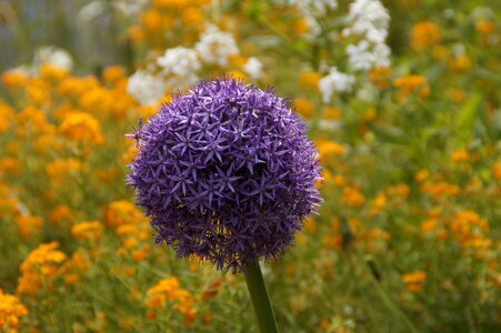 Violet blue ball