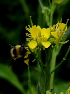 Bumblebee visiting mustard flowers Brassica juncea