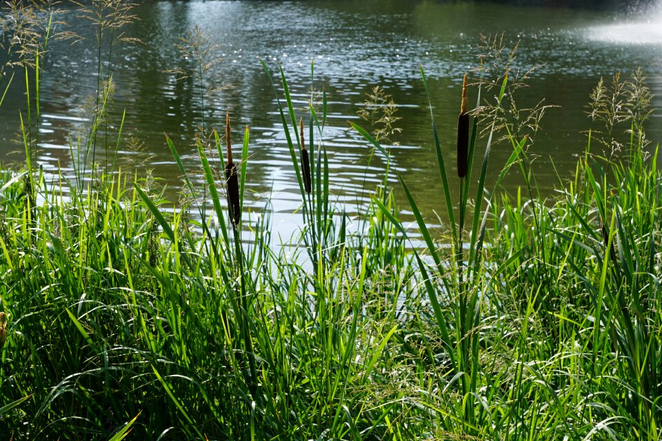 Water reed tuttlingen