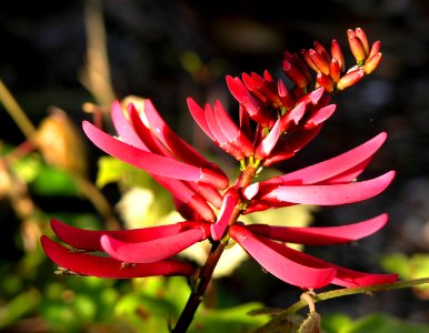Coral Bean, NPSPhoto, S.Zenner.jpg
