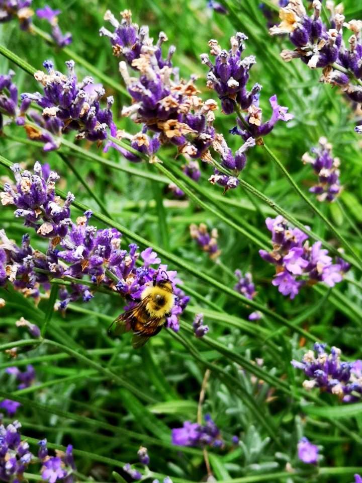 Lavender (Lavandula hybrid) with bumblebee