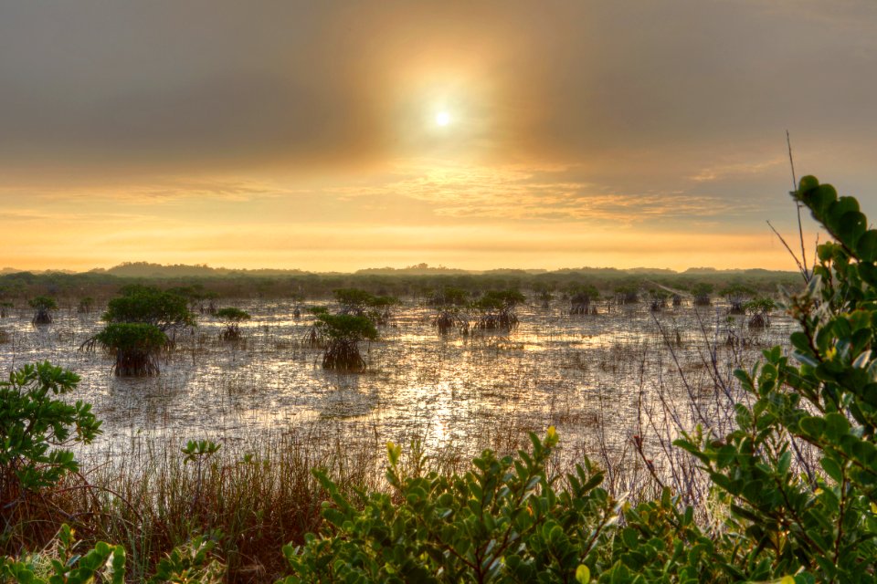 Mangroves in river of grass, NPSphoto, G.Gardner.jpg