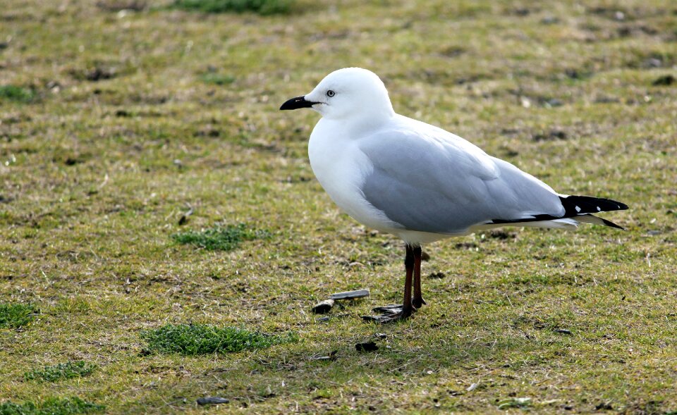 Close up water bird wait
