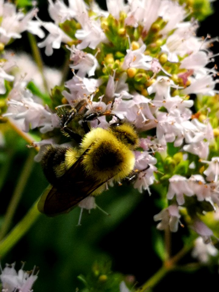 Bumblebee (Bombus sp.) visiting oregano (Origanum vulgare) flowers