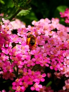 Little bee on yarrow (Achillea millefolium Desert Eve 'Deep Rose')