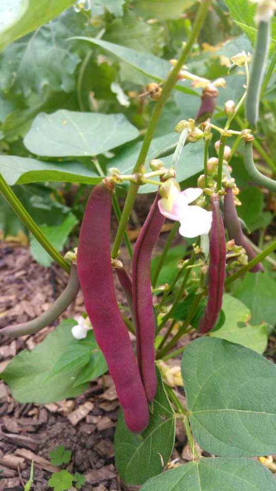 Red Swan beans