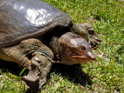 Soft Shelled Turtle, NPS Photo, Kevin Bowles Mohr
