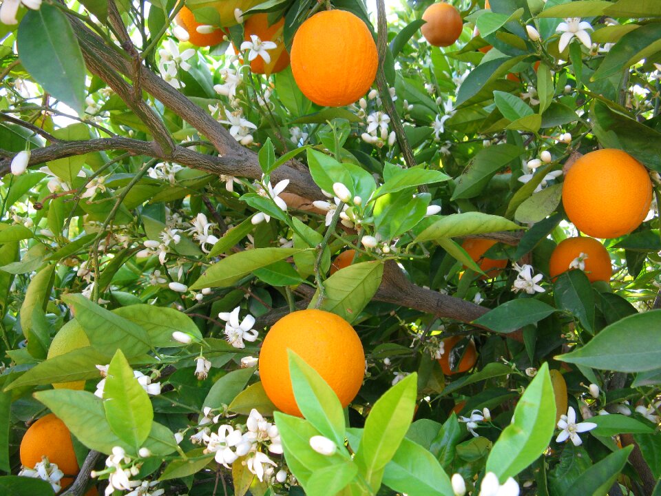Fruits plant branch