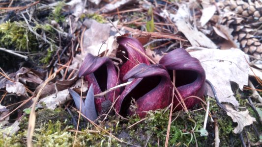 Skunk cabbage in Komoka provincial park