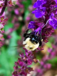 Bumblebee (Bombus sp.) on sage (Salvia nemorosa or hybrid) flowers photo