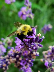 Bumblebee visiting hybrid lavender photo