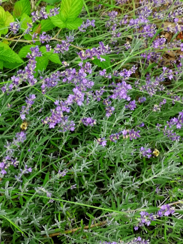 Bumblebees visiting lavender flowers (Lavandula)