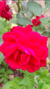 Red rose photo