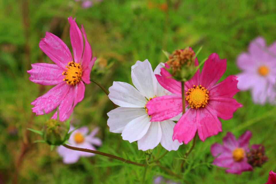 Flower gorgeous pink