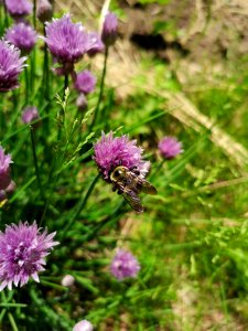 Bee and chives photo