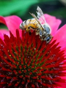 Honeybee (Apis mellifera) visiting coneflower (Echinacea 'Cheyenne Spirit')