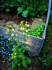 Siberian kale (Brassica napus)