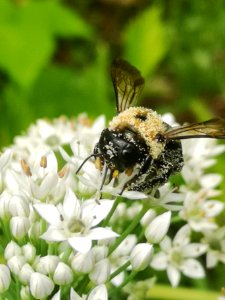Carpenter bee Xylocopa virginica covered in pollen visiting flowers of garlic chives Allium tuberosum