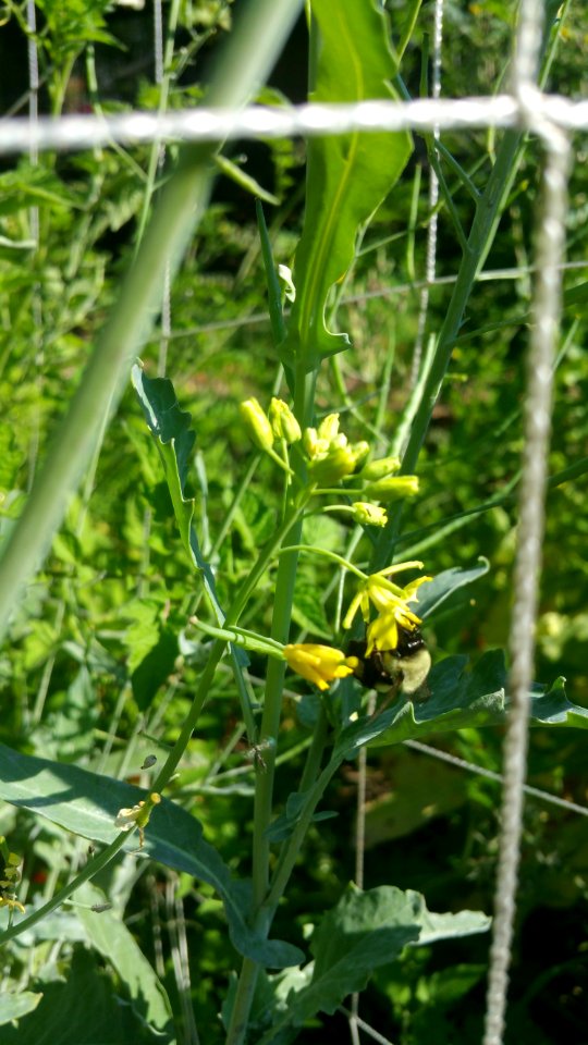 Bumblebee in kale flower