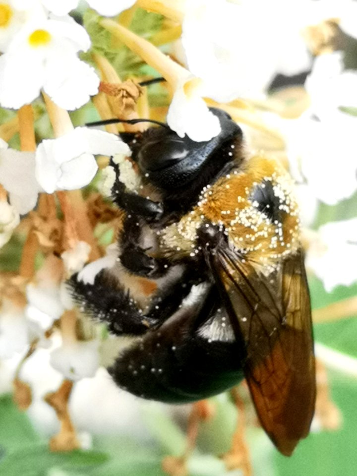 Carpenter bee Xylocopa virginica nectar robbing butterfly bush Buddleja