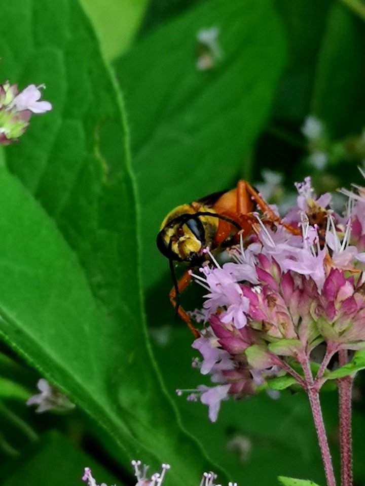 Great golden sand digger wasp Sphex ichneumoneus