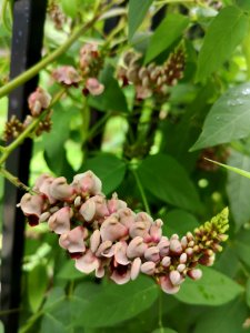 Hopniss Apios americana flowers have a distinctive scent