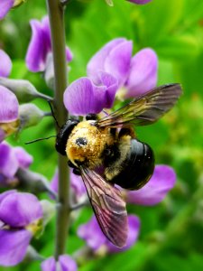 Carpenter bee (Xylocopa) with pollen visiting false indigo (Baptisia) flowers