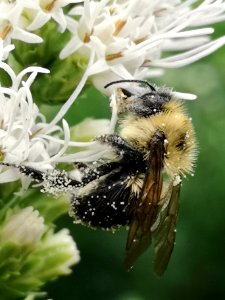 Bumblebee with pollen visiting gayfeather (Liatris spicata 'Floristan White')