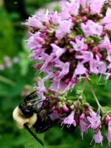 Bumblebee visiting oregano Origanum vulgare