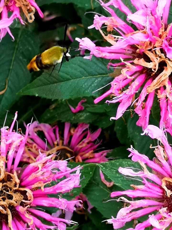 Hemaris diffinis, the snowberry clearwing moth, visiting bee balm Monarda didyma Balmy Pink