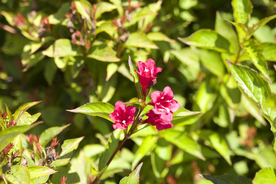 Colors spring flower