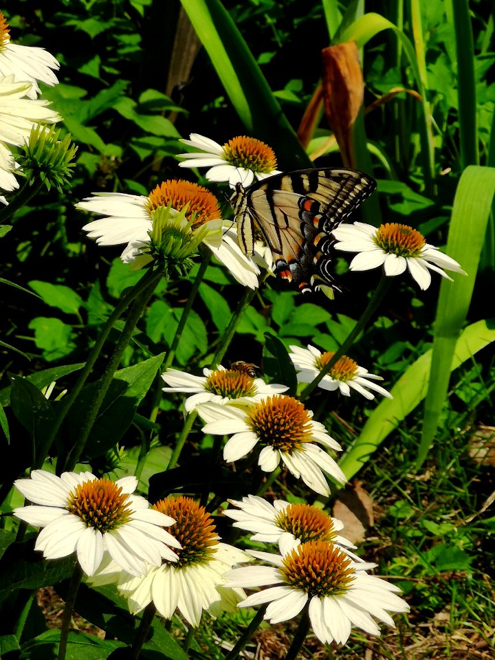 Canadian tiger swallowtail butterfly (Papilio canadensis) visiting coneflower (Echinacea 'PowWow White')