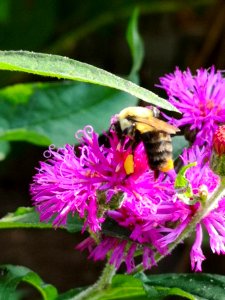 Bee on ironweed photo