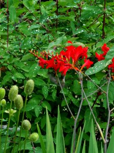 Hummingbird visiting montbretia (Crocosmia 'Lucifer')
