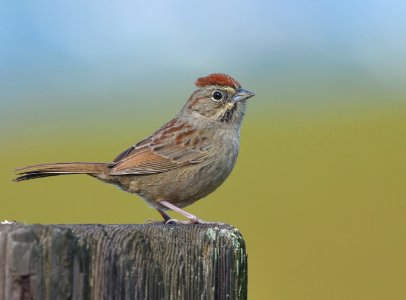 Rufous-crowned Sparrow