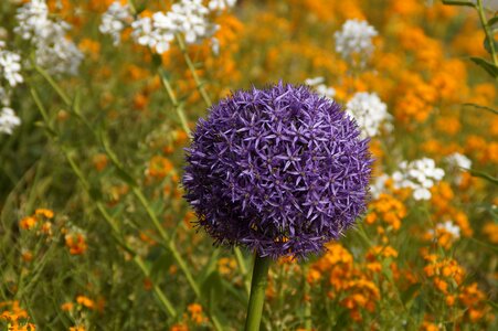 Violet blue ball photo