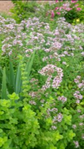 Oregano, lemon balm, irises