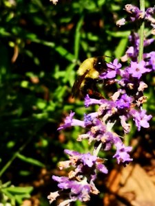 Lavender (Lavandula) flowers with bumblebee visiting