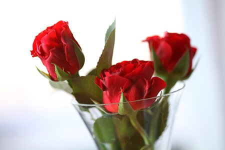 Emotion vase valentine's day