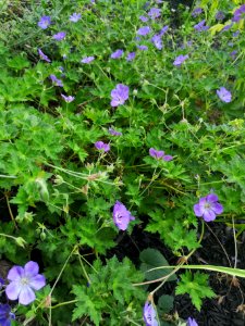 Cranesbill (Geranium 'Azure Rush')