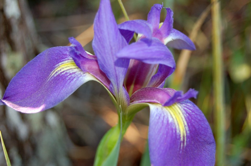 Purple Blush, NPSPhoto.jpg